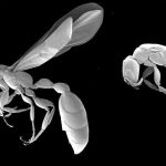 Cómo saber el significado de soñar con hormigas